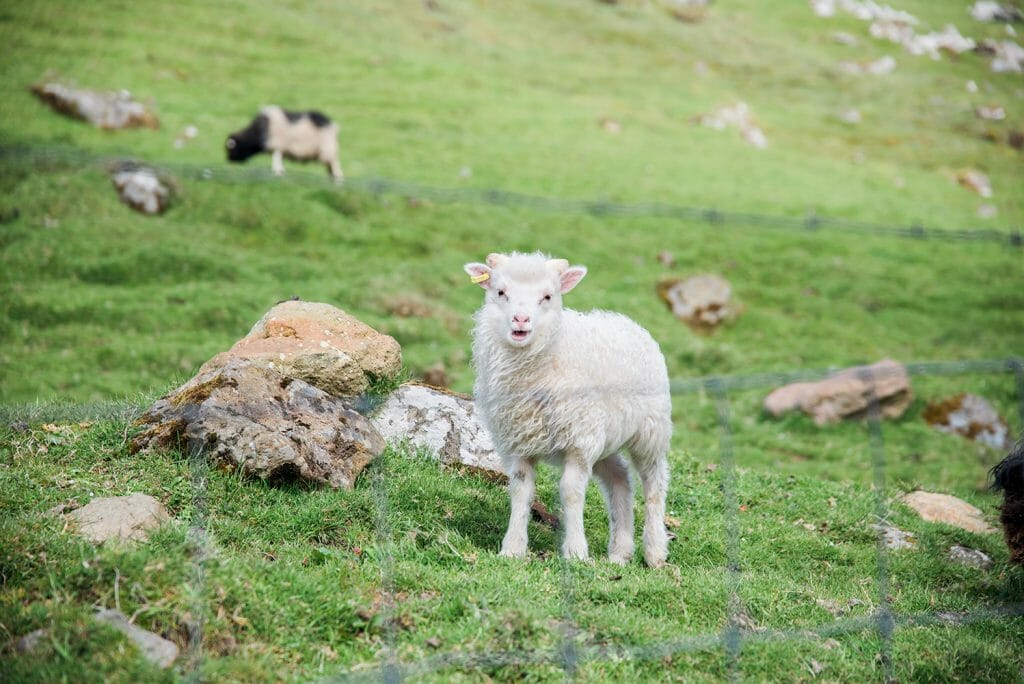 Lamb in the Faroe Islands