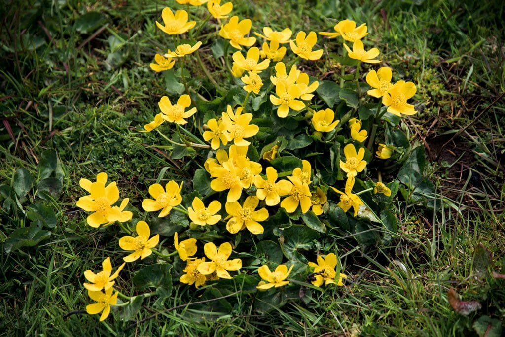 Faroe Islands yellow flowers