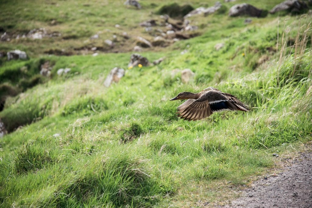 Faroe Islands duck