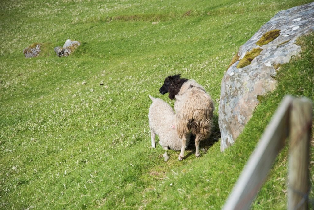 Sheep feeding in the Faroe Islands