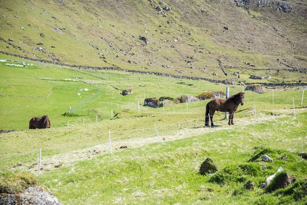 Faroe Islands horse