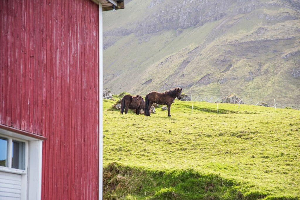 Horses in the Faroe Islands