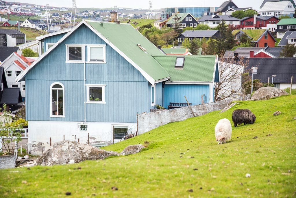 Sheep in Tórshavn