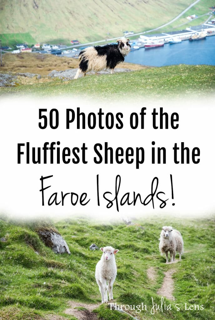 50 Photos of the Cutest, Fluffiest Sheep in the Faroe Islands
