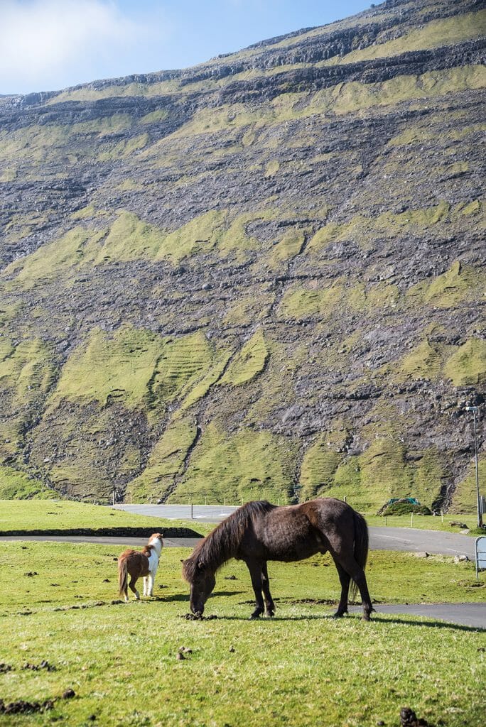 Faroe Islands horses