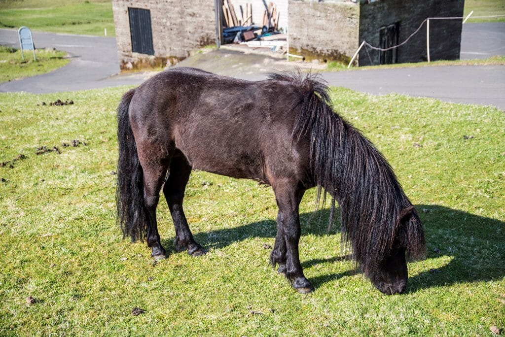 Faroe Islands horses