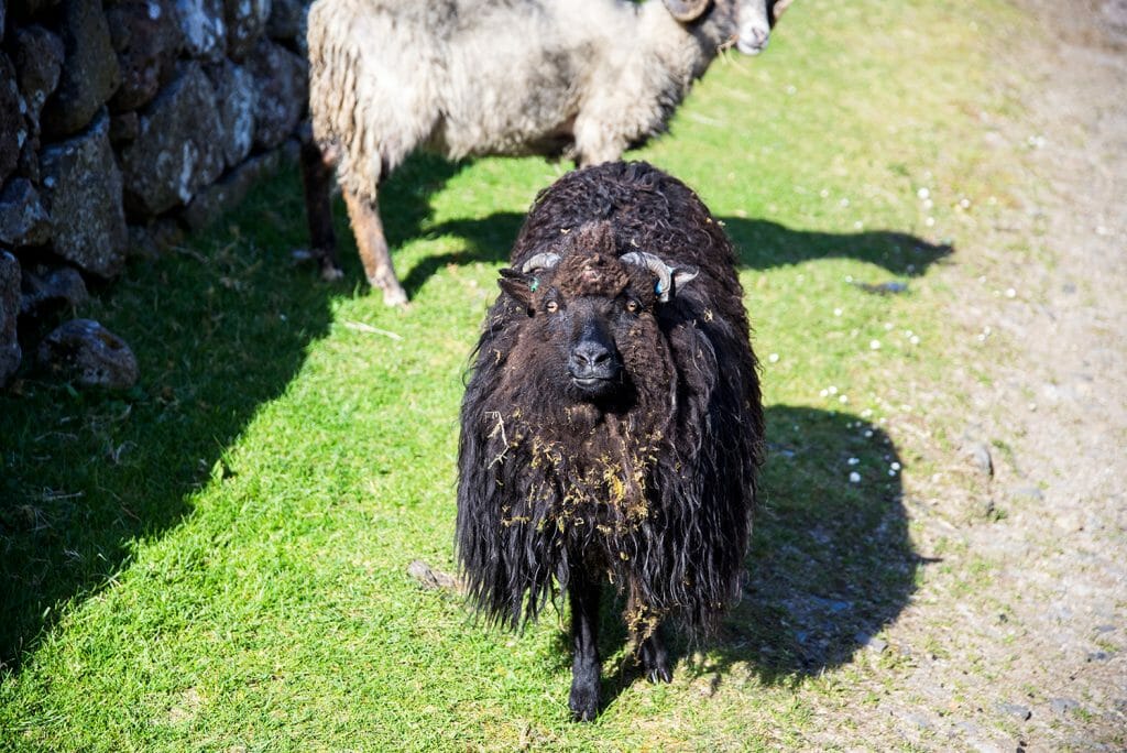 Faroe Islands sheep