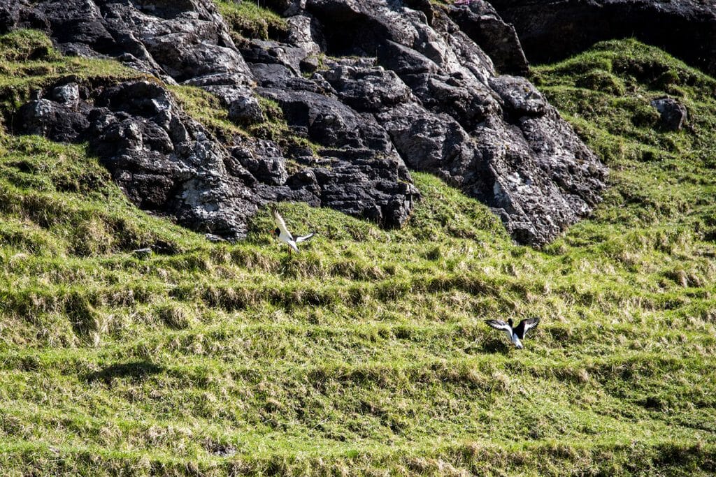 Faroe Islands birds