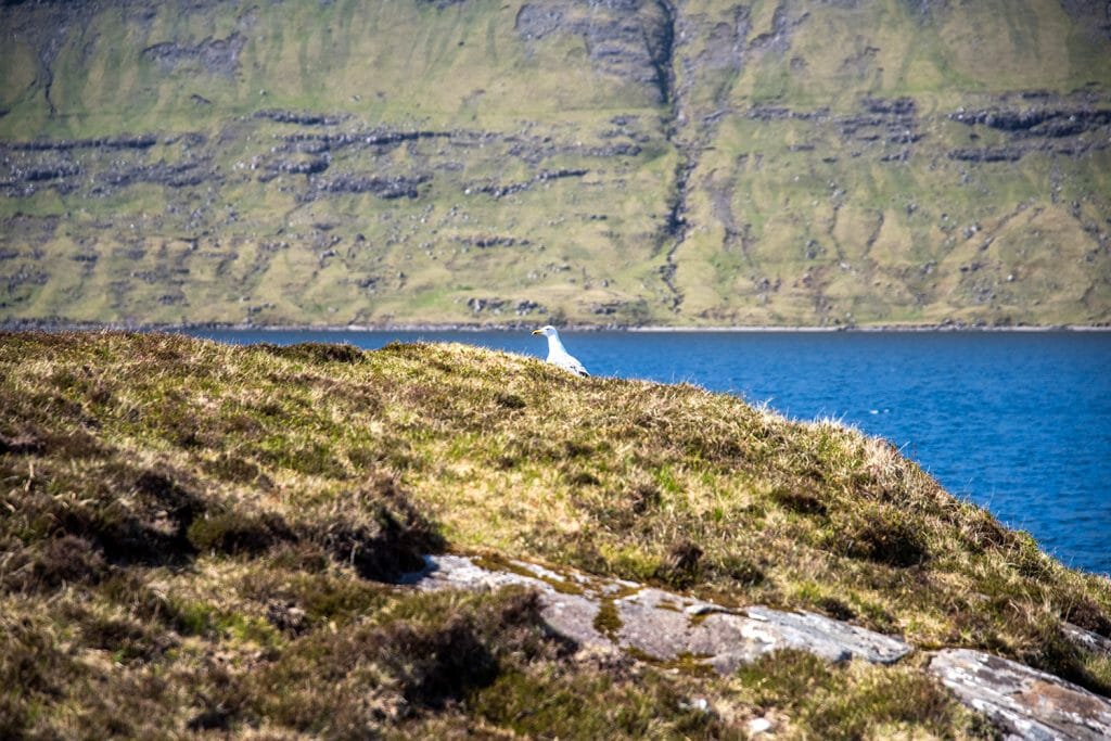 Faroe Islands bird