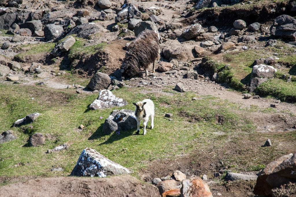 Sheep in the Faroe Islands