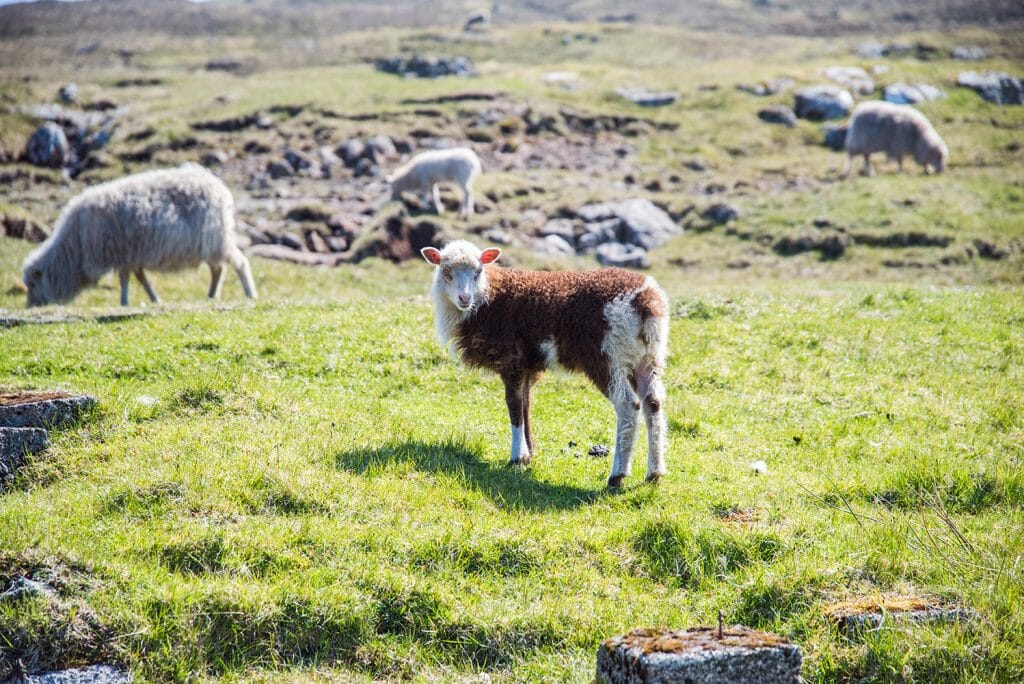 Brown lamb on the Faroe Islands
