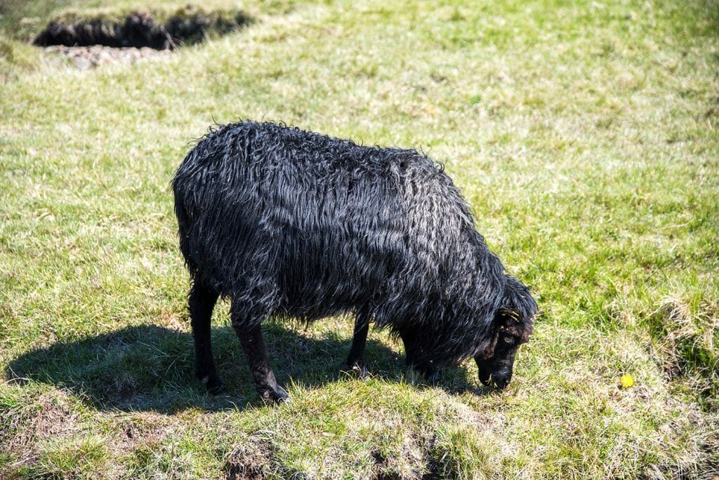 Black sheep in the Faroe Islands