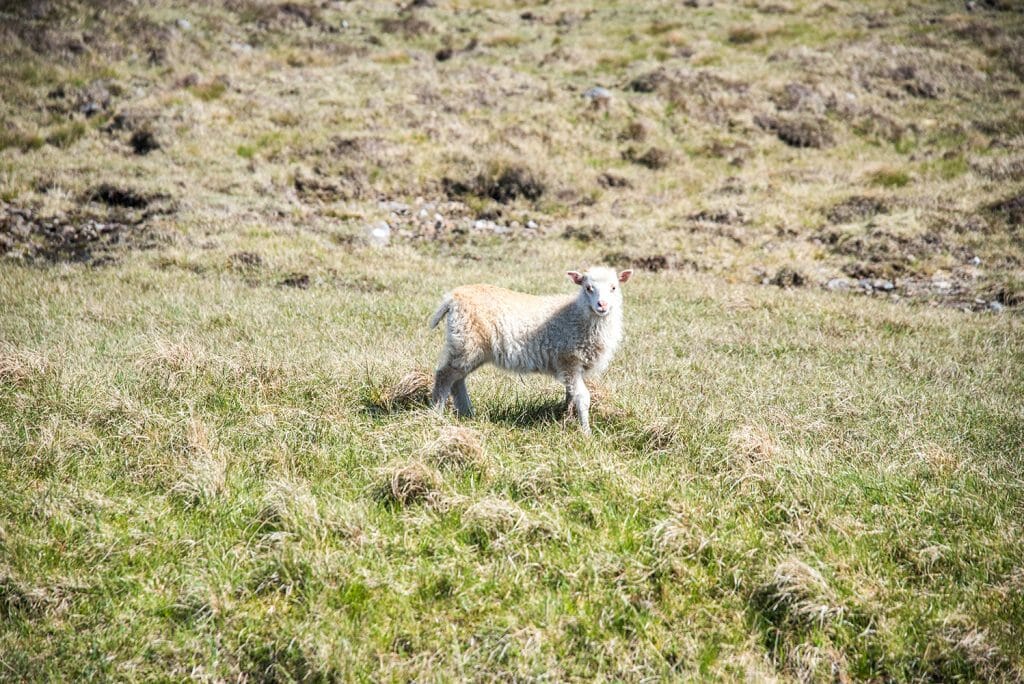 White lamb in the Faroe Islands