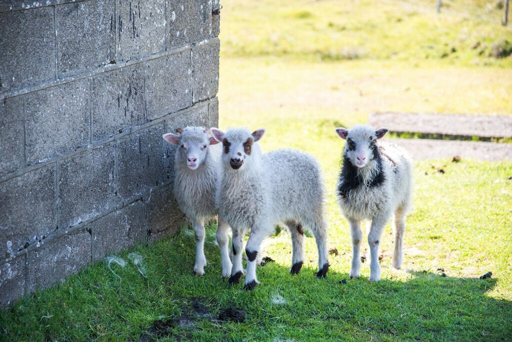 Lambs on the Faroe Islands