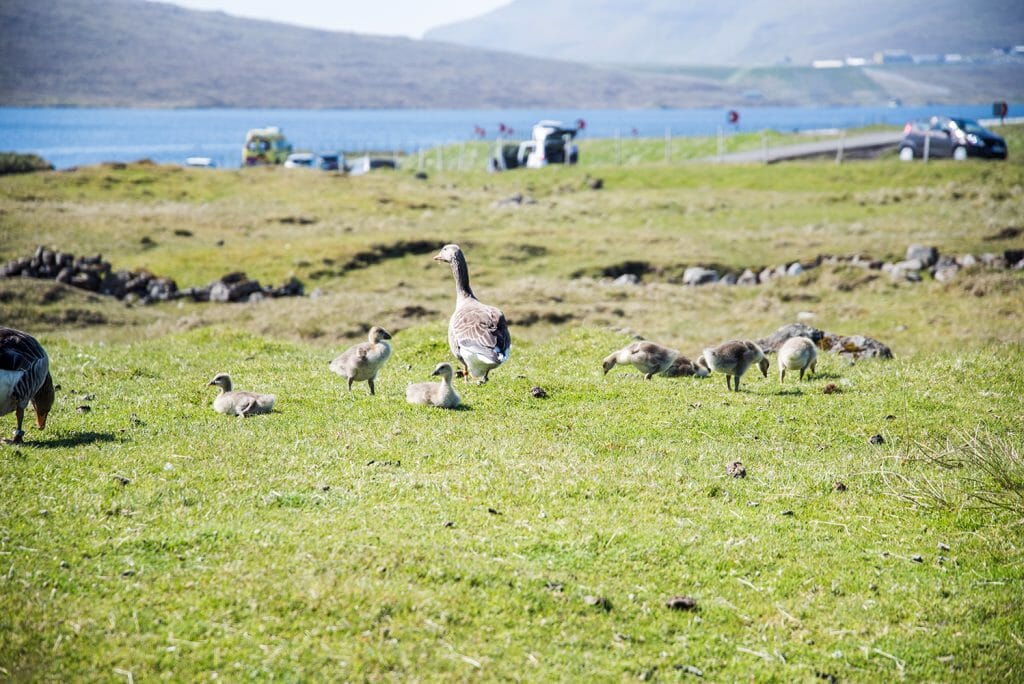 Faroe Islands geese