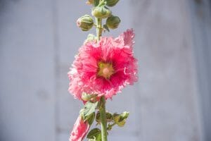 Pink flower in Aarhus
