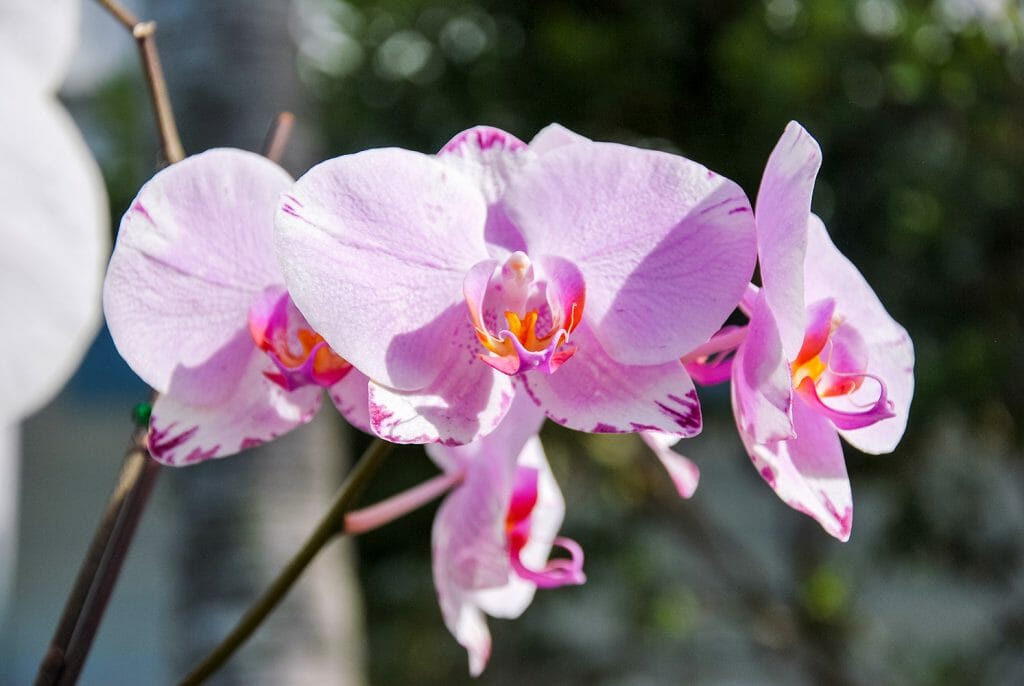 Purple orchids in Key West