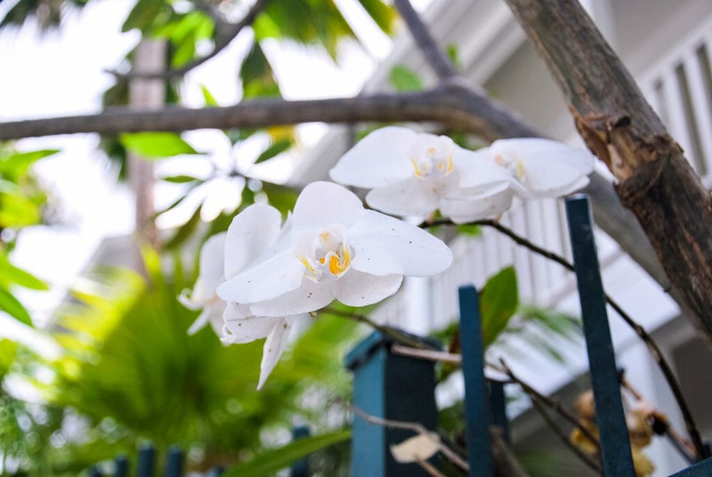 White orchids in Key West