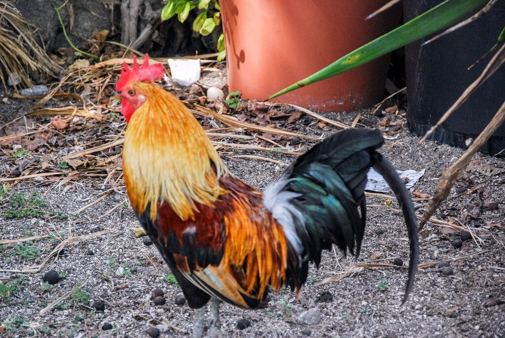 Roosters in Key West