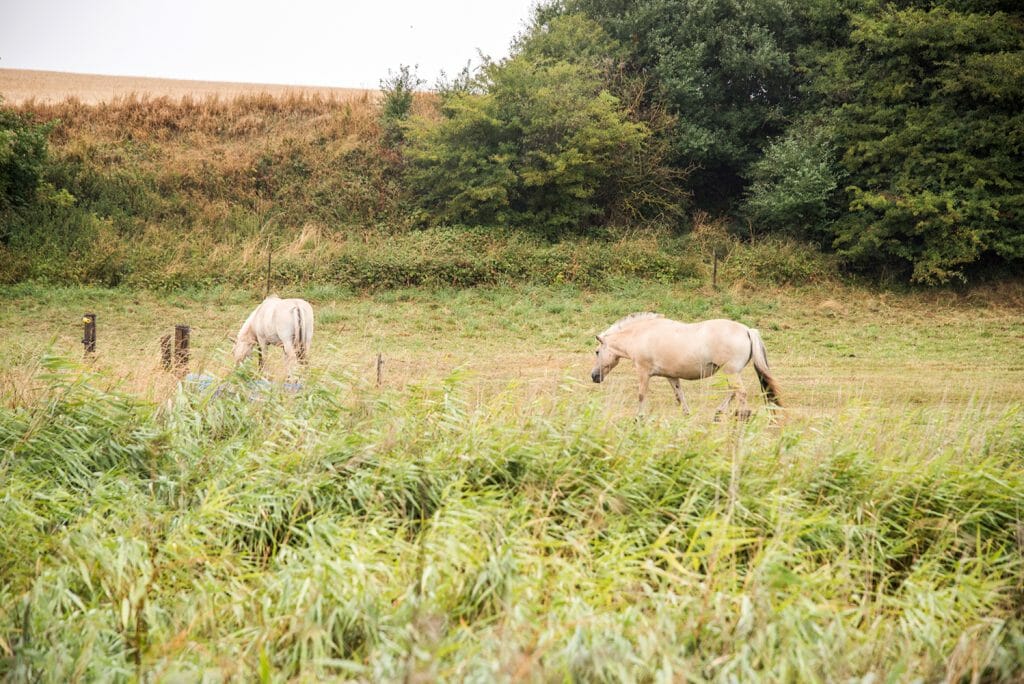Horses in Denmark