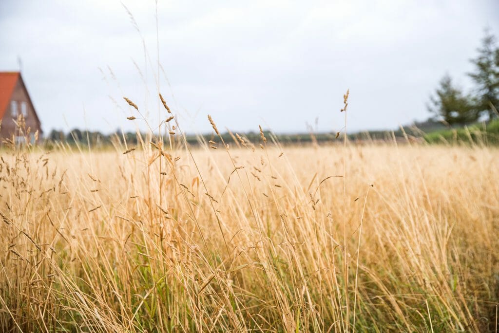 Wheat field in Samsø
