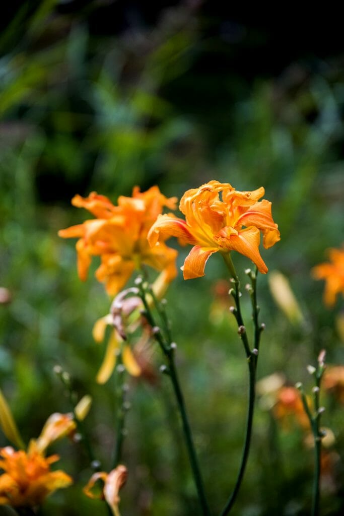 Tiger lilies in Germany