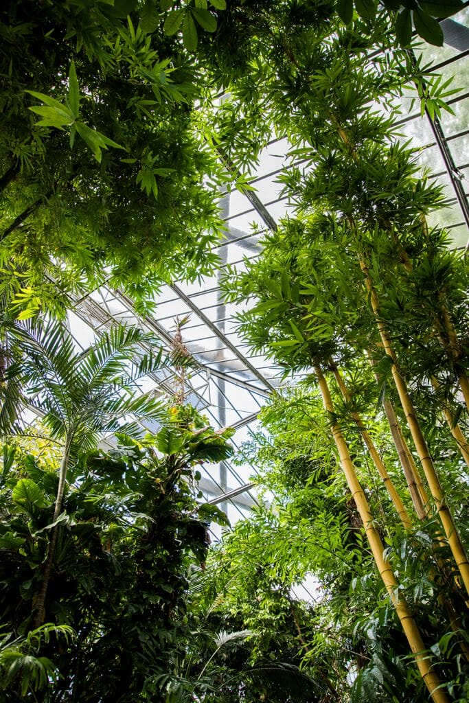 Hamburg Planten un Blomen greenhouse
