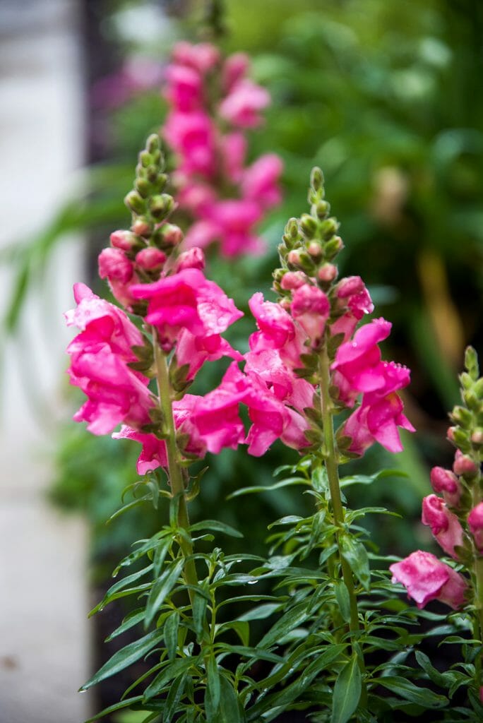 Pink snapdragons in Texas