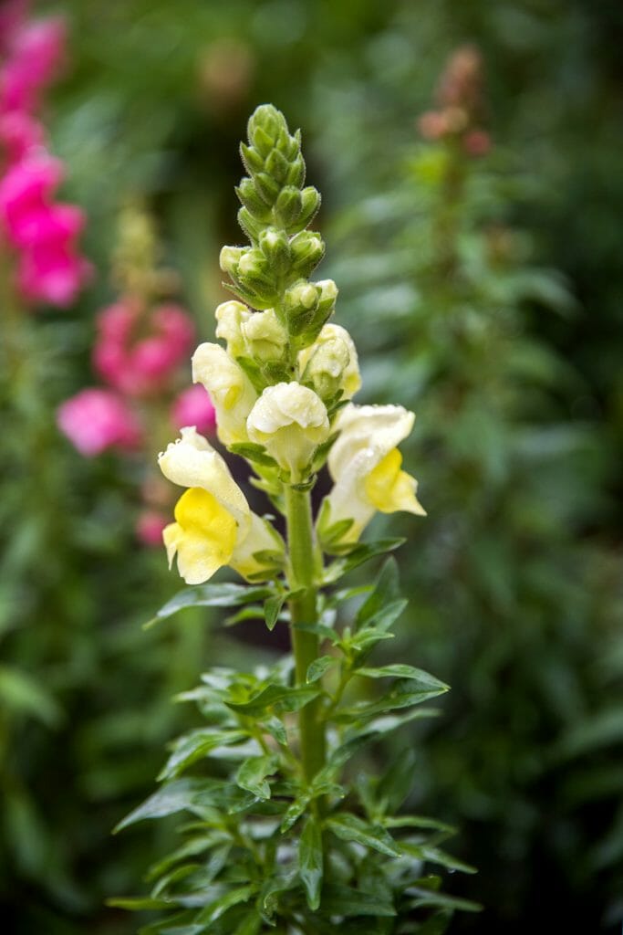 Yellow snapdragons in Texas
