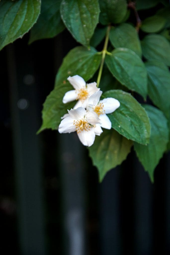 Close up white flower in Copenhagen