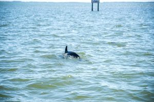 Dolphins in Cabbage Key, Florida