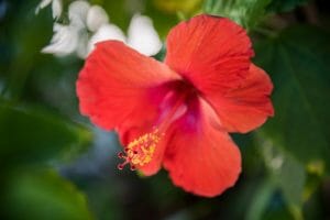 Hibiscus in Cabbage Key, Florida