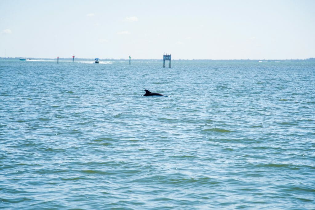 Dolphins on boat ride in Florida