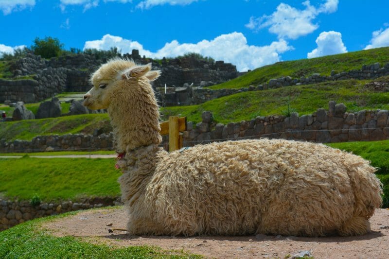 Llama sleeping in Peru
