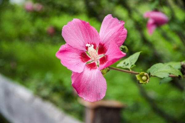 Pink flower on Hintersteiner See