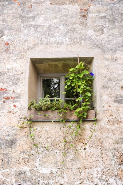 Window box in Burghausen Castle