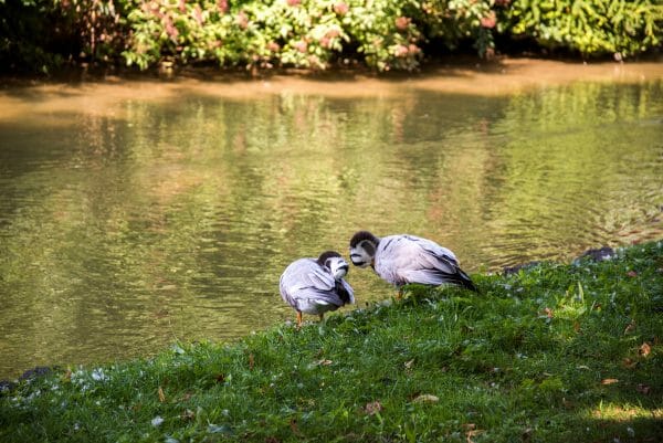 Ducks in park in Munich