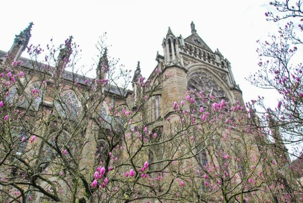 Cathedral in Nantes with pink flowers