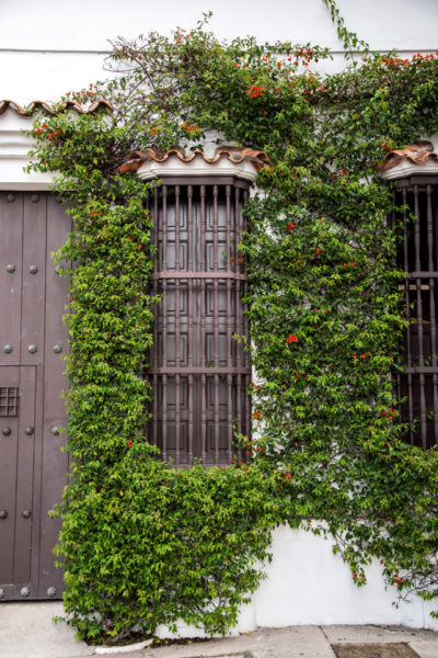 Historic house with vines in old city Cartagena