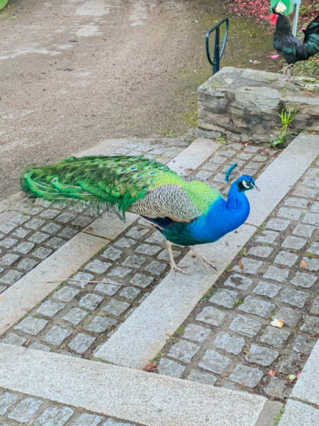 Peacock by Château de la Gobinière 