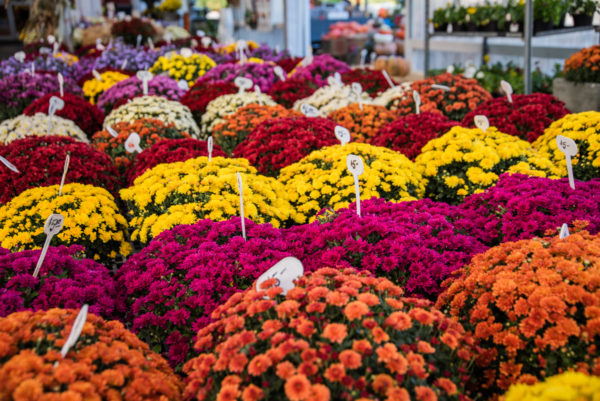 Mums in fall colors
