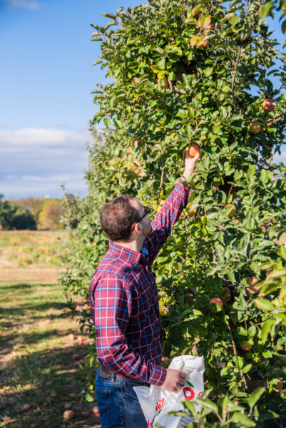Apple picking in Lancaster County