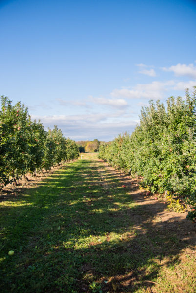 Apple orchard in Lancaster County