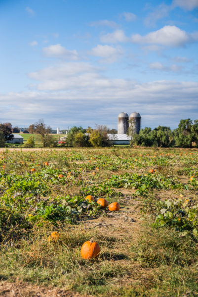 Pumpkin patch in Lancaster County