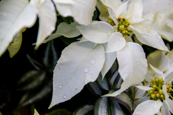 White poinsettia with raindrops