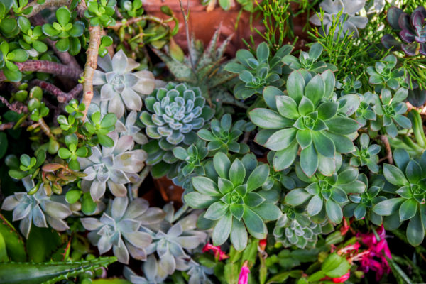 Succulents in a greenhouse