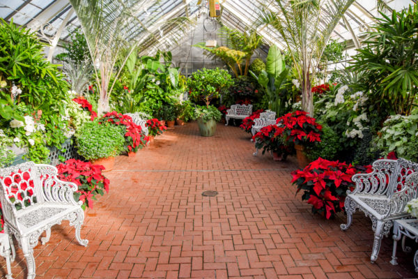 Greenhouse with poinsettias 
