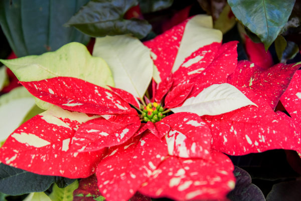 Red and white poinsettia