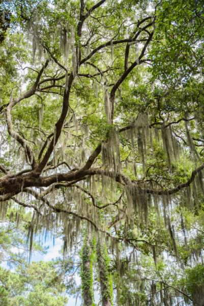 Spanish moss hanging from a tree