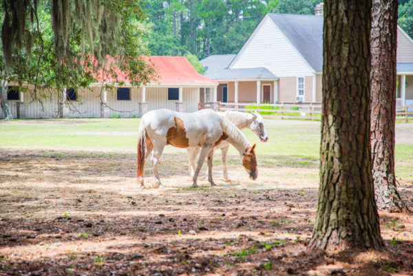 Brown and white horse and white horse on farm on Daufuskie Island